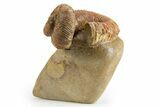 Fossil Heteromorph (Nostoceras) Ammonite - Madagascar #303320-1